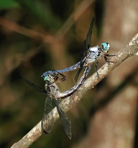 Pair in copula
2008_07_27_Floyd